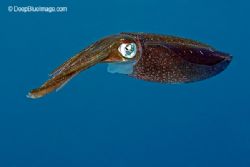 squid portrait, bonaire by T. Singer 
